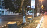 Loạt cau vua cổ thụ giữa Thủ đô bị đốn hạ trong đêm
