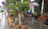 Tại sao hàng loạt cây mới trồng bật gốc sau bão?