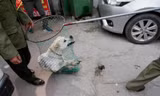 Hà Nội tiếp tục thúc giục lập đội bắt chó thả rông