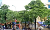 Hà Nội: Loại cây nào thay thế hoa sữa trên phố Nguyễn Chí Thanh?