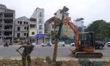 Trồng mới hàng cây xanh trên đường Huỳnh Thúc Kháng kéo dài