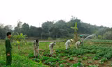 Chưa quy định phạm nhân lao động ngoài trại giam