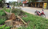 Cây xanh bị chặt hạ ở xã Bình Yên. Ảnh: Trường Phong