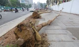 Hà Nội: Nhổ bỏ hàng cây tiền tỷ chết khô trên đường Huỳnh Thúc Kháng kéo dài