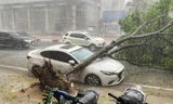 Chủ tịch Hà Nội ký công điện 'hoả tốc' về phòng chống thiên tai, ngập lụt, cây xanh gãy, đổ