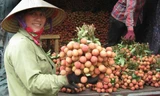 Vải thiều Lục Ngạn có thể xuất sang Nhật Bản, châu Âu