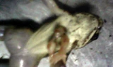Bắt được ếch 6 chân ở Nghệ An