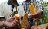 Ngô biến đổi gen trông tươi ngon hơn ngô thường.