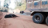 Bò tót chết do tự va vào xe tải