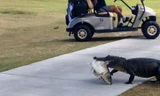 Cá sấu mang theo mồi đi bộ trong khu chơi golf.