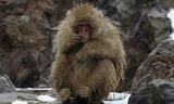 Khỉ tuyết Nhật Bản. Ảnh: Reuters