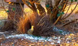  Chim bowerbird còn được biết đến với tên gọi khác là chim xanh, chim phòng the