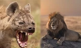 1001 thắc mắc: Sư tử và linh cẩu kẻ nào mạnh hơn?