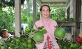 Bưởi ở Bến Tre được trồng với quy chuẩn, vùng quy quy hoạch riêng để xuất khẩu. Ảnh: Hòa Hội
