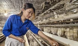 Chị Phạm Thị Nhân thành công với mô hình nuôi gà ác