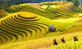 Mùa lúa chín rộ đẹp "xỉu dọc xỉu ngang", đã đến lúc xách ba-lô đi Tây Bắc săn ảnh xịn mịn!