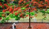 Bài dự thi “Ký ức mùa Hè của tôi”: Ai mang phượng đỏ đi rồi, tôi tìm mùa Hè ở đâu