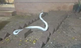 Rắn hổ mang bạch tạng quý hiếm chui vào nhà sau mưa bão dữ dội 