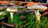 Phát hiện ra thuốc giải độc bởi loại nấm nguy hiểm nhất thế giới 