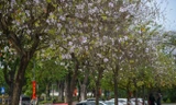 Hoa ban Tây Bắc nở trắng giữa phố phường Thủ đô