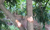 Những cây nhãn 5 năm tuổi đang ra hoa bị chặt phá.