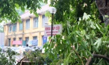 Cây đổ trong bệnh viện, nguy cơ ảnh hưởng đến cấp cứu