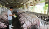 Giá lợn hơi thấp kỷ lục: Hà Nội thiệt hại 1.500 tỷ đồng