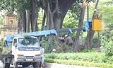 Hà Nội chăm sóc 'đặc biệt' cho cây đa tâm linh trăm tuổi