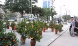 Thời điểm này, một số chợ hoa Xuân đã được tổ chức