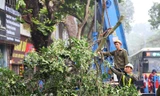Hà Nội sẽ kiểm soát cây xanh bằng phần mềm hiện đại