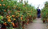 Quất mất mùa, đào chờ… thời tiết