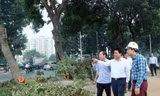 Chủ tịch Hà Nội kiểm tra đột xuất việc chặt hạ cây xanh