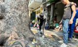 Tháo 'gông cùm' giải cứu hàng cây sao đen hơn 100 tuổi trên phố Lò Đúc