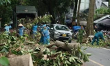 Khắc phục tình trạng cây xanh đổ ngổn ngang trên đường phố Hà Nội