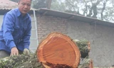 Hà Nội đấu giá lô gỗ sưa đỏ thu hơn 154 tỷ đồng