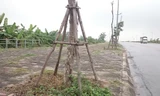 Hàng cây xanh cứ trồng lại chết trên vỉa hè Hà Nội