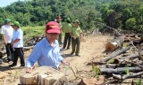 Nhiều cán bộ huyện An Lão (Bình Định) bị đề nghị kỷ luật vì để "bốc hơi" gần 61ha rừng