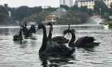 Hà Nội: Đàn thiên nga nuôi ở hồ Thiền Quang chết một nửa