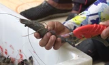 Bơm tạp chất vào tôm