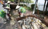 Công nhân môi trường thu gom cá chết để đưa đến bãi rác Nam Sơn (Sóc Sơn) xử lý theo quy trình. Ảnh: Vnexpress