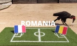 Khai mạc EURO 2016: Chim mỏ sừng Nelson chọn… Romania 