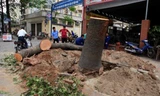 Hà Nội cần giải đáp minh bạch những câu hỏi về việc chặt cây