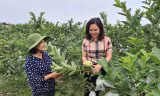 Thúc đẩy bình đẳng giới, đồng hành cũng phụ nữ phát triển kinh tế