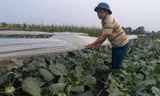 Thu nhập bình quân ở nông thôn tăng ít nhất 1,5 lần trong 5 năm tới 