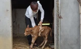 Bò mẹ sinh bê con 7 chân xôn xao Nghệ An