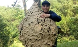 Tận mắt thấy tổ ong 'khủng' 16 tầng, nặng 21kg ở rừng biên giới