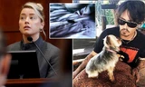 Amber Heard phủ nhận đại tiện trên giường ngủ