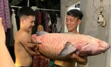 Bản tin 8H: Bắt được cá trắm đen nặng 52 kg hiếm thấy ở Yên Bái