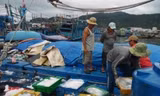 Ngư dân Quảng Nam thu hơn 5 tỷ đồng một chuyến câu mực