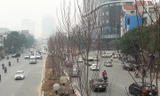 3 tuyến phố lớn trồng phong lá đỏ ở Hà Nội